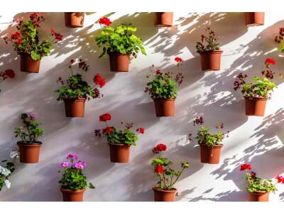 Topfgarten - Topfgarten und Urban Gardening