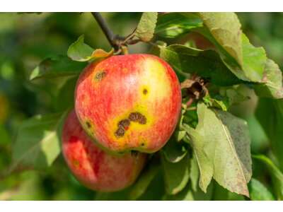 Apfel&amp;amp;shy;schorf – Pilz&amp;amp;shy;krank&amp;amp;shy;heit an Äpfeln - Apfelschorf - Pilzkrankheit an Äpfeln bekämpfen