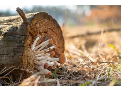 Holz&amp;amp;shy;zerstören&amp;amp;shy;de Pilze an Gehöl&amp;amp;shy;zen - Holzzerstörende Pilze an Gehölzen