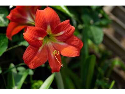 Amaryllis giessen: So über&amp;shy;steht Ihre Amaryllis das ganze Jahr!