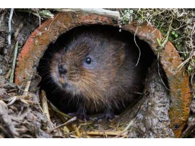 Scher&amp;amp;shy;maus: Umgang mit Wühl- oder Moll&amp;amp;shy;maus im Garten - Schermaus: Umgang mit Wühl- oder Mollmaus im Garten