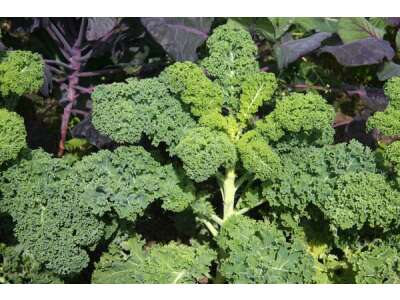 Federkohl und andere Blatt&amp;amp;shy;kohl&amp;amp;shy;arten: Botanik, Sorten und Aussaat - Federkohl &amp;amp; Blattkohl: Botanik, Sorten und Aussaat