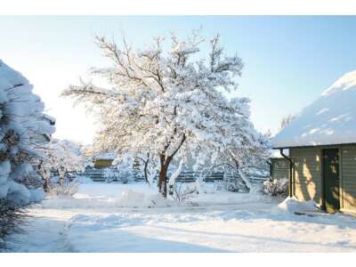Schnee im Garten - natür&amp;shy;licher Winter&amp;shy;schutz oder Pflanzen-Killer?