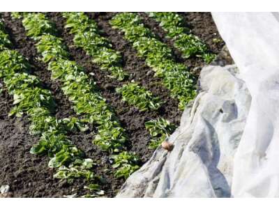 Mit Früh&amp;shy;beeten, Vliesen und Folien früher in die Anbau&amp;shy;saison starten