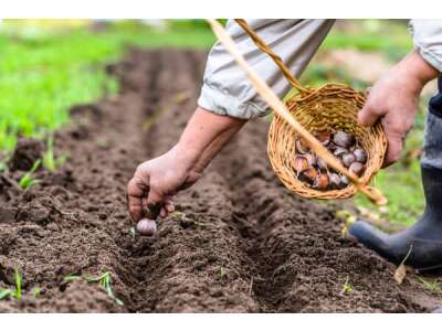 Pflanzgut &amp;ndash; Vorteile und Vorgehen bei der Pflanzung