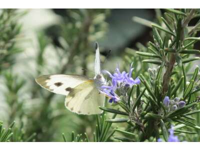 Ein Garten voller Schmetterlinge - Ein Garten voller Schmetterlinge