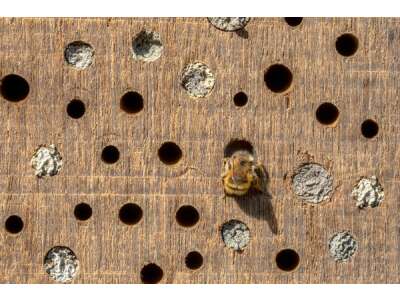 Wildbienen und andere Besucher am Insektenhotel - Wildbienen und andere Besucher am Insektenhotel