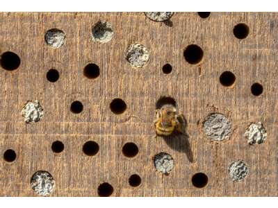 Wildbienen und andere Besucher am Insektenhotel