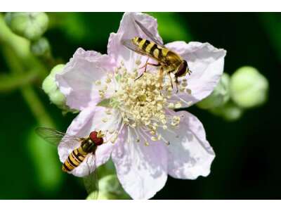 Blüten&amp;shy;besucher &amp;ndash; nicht nur Bienen mögen Blüten