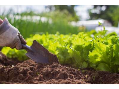 Aussaaten von Herbst- und Wintergemüse im Garten - Aussaaten von Herbst- und Wintergemüse im Garten