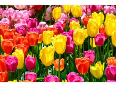 Ein Garten voller Tulpen – eigenen Tulpengarten anlegen - Ein Garten voller Tulpen – eigenen Tulpengarten anlegen