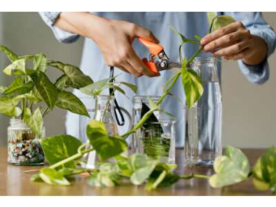 Zimmerpflanzen selber vermehren: So züchten Sie Ihre eigenen Ableger! - Zimmerpflanzen selber vermehren: So Eigene Ableger ziehen