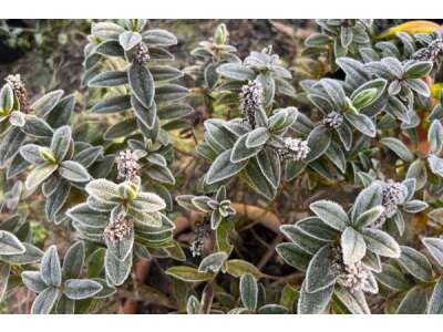 Frostschutz für Gartenpflanzen - das ist zu beachten - Frostschutz für Gartenpflanzen - das ist zu beachten