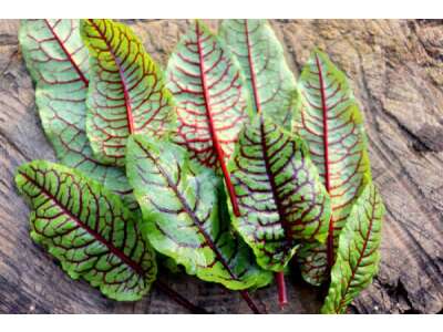 Ampfer – der pflegeleichte Vitaminlieferant aus dem eigenen Garten - Ampfer – so gelingt die Aussaat im eigenen Garten