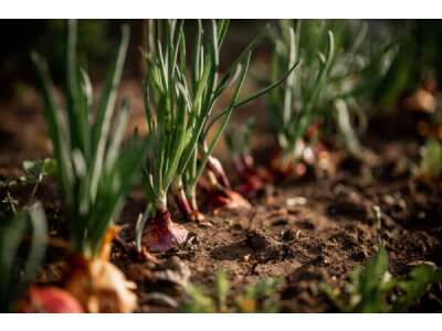 Knoblauch und Zwiebeln vermehren – diese Möglichkeiten gibt es