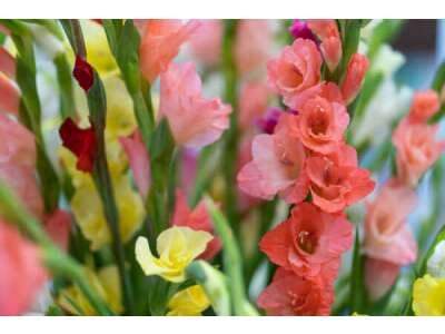 Blumenzwiebeln im Frühjahr pflanzen – Hintergründe, Sorten und Vorgehen