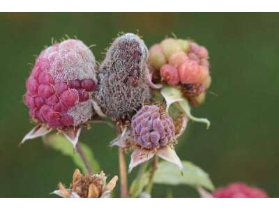 Schaderreger im Garten mit Bakterien, Viren und Pilzen bekämpfen