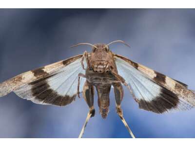 Das ProNatura Tier des Jahres 2023: die Blauflügelige Ödlandschrecke