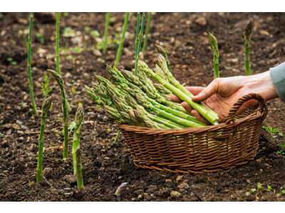 Spargeln im Garten: Anzucht aus Samen oder Spargelwurzeln