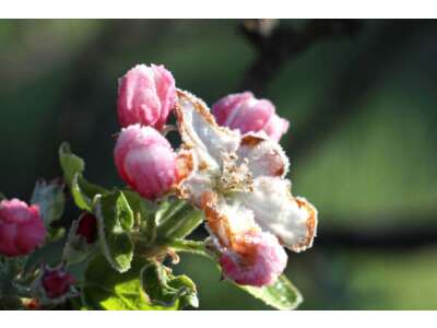 Frost- und Kälteschäden an Gehölzen, Blumen und Gemüse