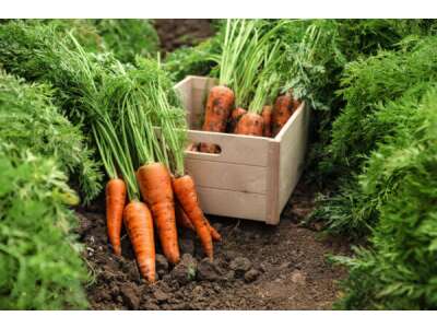 Rübeli, Karotten - Aussaat, Pflege und Ernte