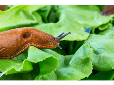 Pflanzenschutz Schnecken - Schnecken mit biologischen Mitteln bekämpfen