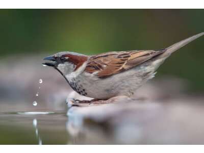 Tiertränken im Garten – Wasserstellen für Igel, Vögel &amp; Insekten