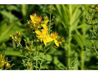 Johanniskraut - Johanniskraut im eigenen Garten