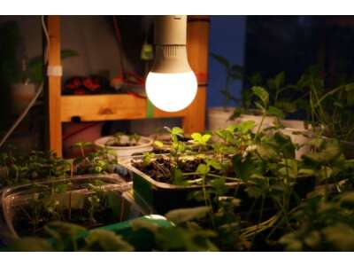 Der Faktor Licht in der Pflanzenzucht - Das ist zu beachten!