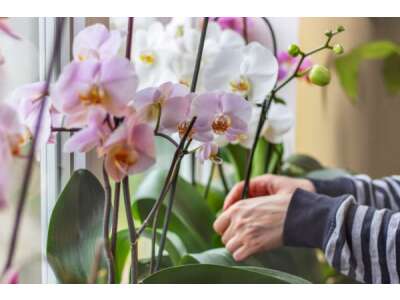 Orchideenpflege leicht gemacht – das müssen Sie beachten!