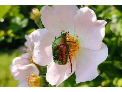 Der Rosenkäfer (Cetonia aurata): Nützling im Garten &amp; Kompost