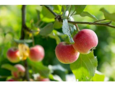 Sommerschnitt im Obstgarten - Obstbäume schneiden: Sommerschnitt im Obstgarten