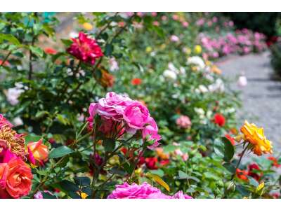 Welche Rose passt zu mir? Rosenarten im grossen Vergleich