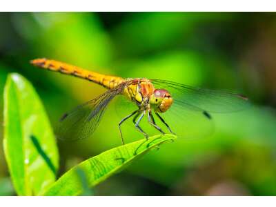 Sympétrum strié au jardin : reconnaître et attirer - Sympétrum strié au jardin : reconnaître et attirer