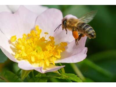 Bienenfreundliche Rosen: Tipps für ein insektenfreundliches Rosenbeet - Bienenfreundliche Rosen: Tipps für ein insektenfreundliches Rosenbeet