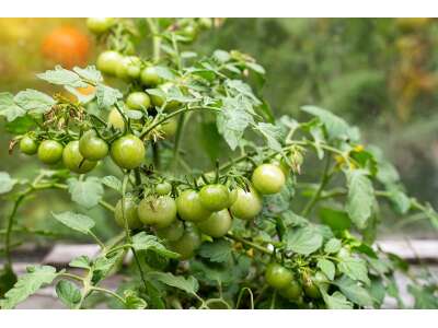 Grüne Tomaten verwenden: nachreifen lassen oder verarbeiten?