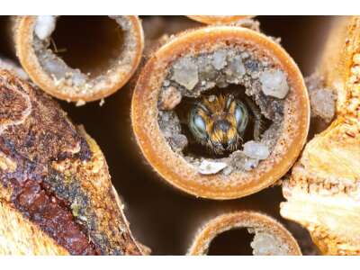 Überwinterung von Wildbienen - Wildbienen im Winter - Nisthilfen, Überwinterung