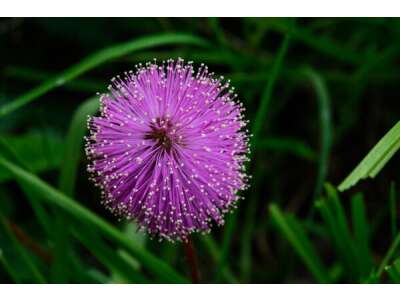 Mimosa - Winterharte Mimose - Mimose (Mimosa) - Die faszinierende Pflanze 