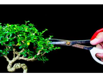 Bonsai Baum: Pflegen, Schneiden - Ursprung &amp; Arten 