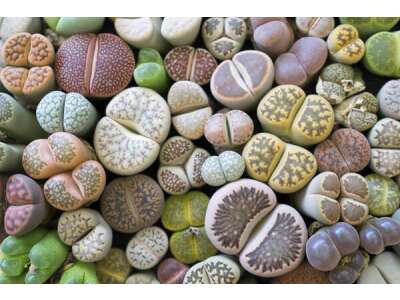 Lithops / Lebende Steine - Kieselstein Pflanzen - Lithops / Lebende Steine - Kieselstein Pflanzen