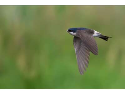 Mauersegler &amp; Mehlschwalben: bedrohte Vogelarten - Mauersegler &amp; Mehlschwalben: bedrohte Vogelarten