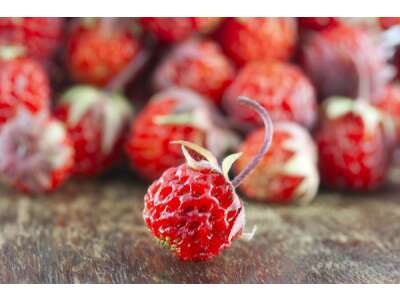 Zimterdbeere - Moschus-Erdbeere im Garten pflanzen - Zimterdbeere - Moschus-Erdbeere im Garten pflanzen