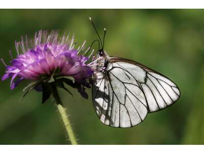 Schmetterlinge: Unterstützen Sie bedrohte Arten!