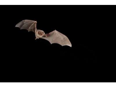 Fledermäuse: Fördern Sie bedrohte Arten in Ihrem Garten - &amp;#129415; Fledermäuse: Fördern Sie bedrohte Arten in Ihrem Garten &amp;#129415;