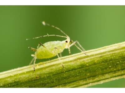 Blattläuse: Schädlinge im Garten natürlich bekämpfen - Blattläuse: Schädlinge im Garten natürlich bekämpfen