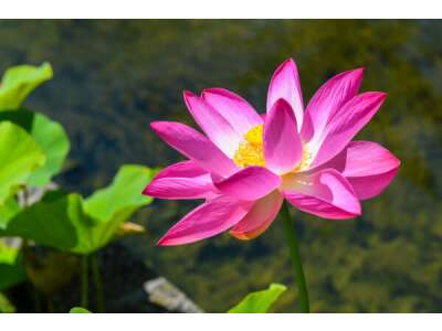 Indische Lotusblume: mystische Pflanze für Garten & Balkon