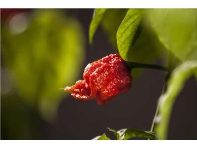 Chili Carolina Reaper: Anzucht, Pflege und Verwendung - Chili Carolina Reaper: Anzucht, Pflege und Verwendung