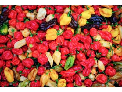 Chilis länger haltbar machen: unsere Tipps für Ihren Ernteüberschuss