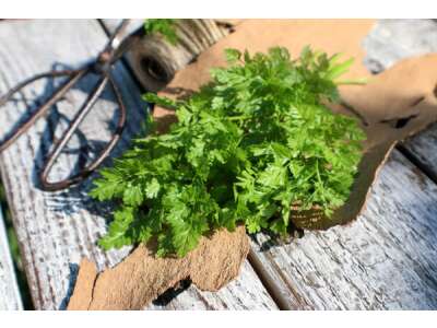 Gartenkerbel: köstliches Gewürz und Heilkraut - Gartenkerbel: köstliches Gewürz und Heilkraut