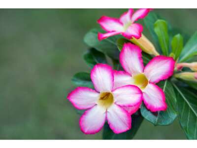 Wüstenrose: robuste Blütenpracht für Ihr Zuhause